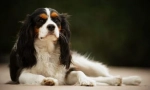 Kavaler-kralj charles spaniel